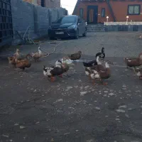 فروش غاز محلی و قو و اردک محلی