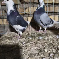 کبوتر|پرنده|سیرجان, |دیوار