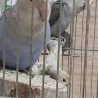 طوطی برزیلی معاوضه با پرنده|پرنده|سنندج, |دیوار