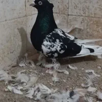 کبوتر سینه سیاه کله سیاه کله هفترنگ
