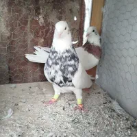 طوقی فروشی جفتی