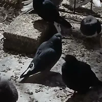 سلام دوستان ۱۰تا کفتر خوب فروشی دارم جوجه ومایه