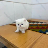 پرشین و اسکاتیش