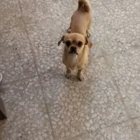 سگ پا کوتاه