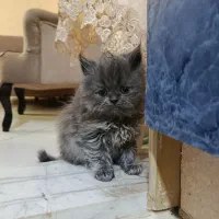 واگذاری گربه پرشین چین چیلا|گربه|اصفهان, سعادت‌آباد|دیوار