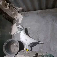 کفتر اوغون وسار