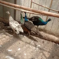 طاووس مصری وهندی