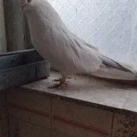 کبوتر نقش سفید مهر نوک ریز|پرنده|سمنان, |دیوار