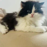 گربه|گربه|بانه, |دیوار