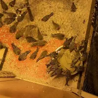 گلبسر سهره|پرنده|قم, ارم|دیوار