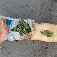 زرشک درجه ۱