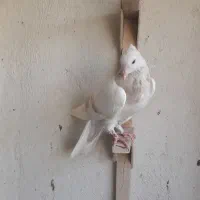 کبوتر زرقان