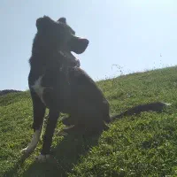 سگ سرابی|سگ|اردبیل, |دیوار