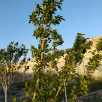 فروش-باغچه