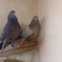 کبوتر تهرانی و دم گیر سیاه پشت