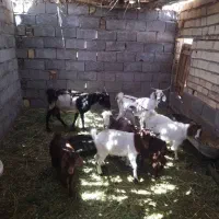 گوسفند فروشی