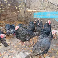 بوقلمون برنز  ۳۰۰۰۰۰ تومن|حیوانات مزرعه|اردبیل, |دیوار