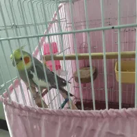 عروس هلندی ماده سخنگو