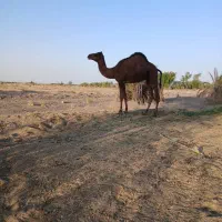 شتر نر چاق  دریافت عکس بهتر  تماس