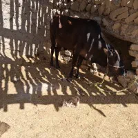 شنگل گوساله