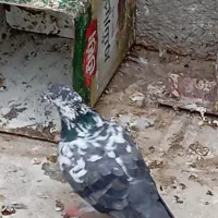کبوتر غریب گیر ی