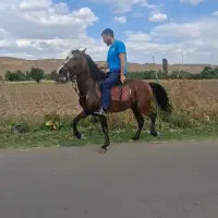 نریان کهر ۷به۸ سواری دار
