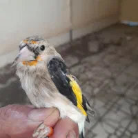 سهره نر.جوجه گلبسر.جوجه سهره .آگهی بخون