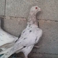 کبوتر سار|حیوانات|گنبد کاووس, |دیوار