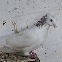 کبوتر اراکی