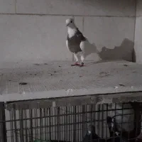 اهواز شهرک الاهیه|پرنده|اهواز, شهرک الهیه|دیوار