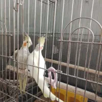 جفت عروس هلندی بدون قفس