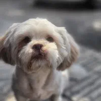 سگ گمشده خیابان فلسطین شرقی