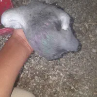 کبوتر|پرنده|توکهور, |دیوار