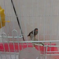 فنچ  کاکل با تخم و قفس