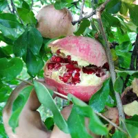 فروش انار خطی ترکیده و میدانی|خوردنی و آشامیدنی|بختگان, |دیوار