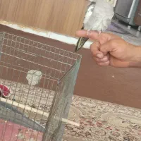 عروس هلندی ماده