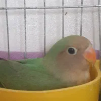 جوجه طوطی برزیلی فیشر سبز