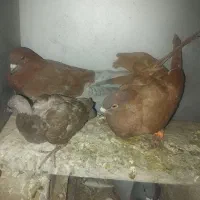 کفتر سرخ|پرنده|فولادشهر, B2|دیوار