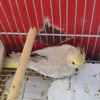 عروس هلندی|پرنده|اصفهان, همت‌آباد|دیوار