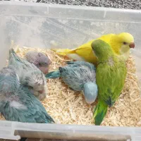جوجه راهب سرلاکی با کیفیت