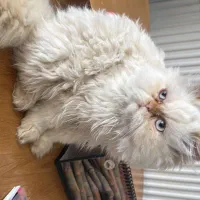 گربه