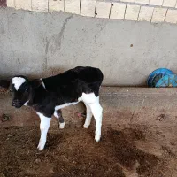 گاو زاییده|حیوانات مزرعه|گلپایگان, |دیوار