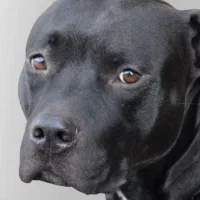 سگ گم شده پیت بول