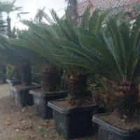 تخفیف زمستانه گل و گیاه ونهال و درخت