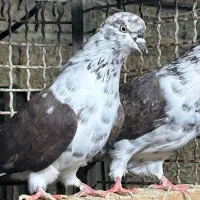 کبوتر دستپر قوچی|پرنده|قائم‌شهر, |دیوار