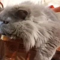 گربه نر اسکاتیش جهت جفتگیری