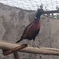 مرغ امریکایی شاخ دار|پرنده|سبزوار, شهرک جهاد|دیوار