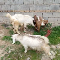 بز پاکستانی شیرا با دو بزغاله و بوقلمون