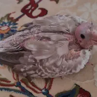 جوجه عروس هلندی .چشم شرابی دو کته