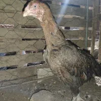 مرغ لاری اصیل